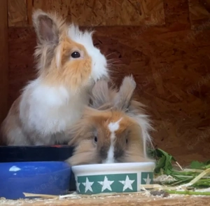 Abby und Luna - 2 Jahre - Loewenkopfkanninchen - Tierhilfe Franken e.V.