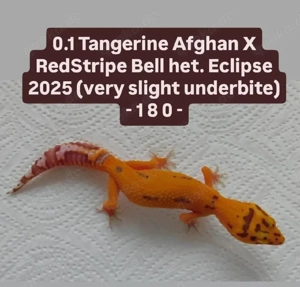 0.1 Afghan Tangerine Bell het. Eclipse | Leopardgecko Weibchen | Eublepharis macularius