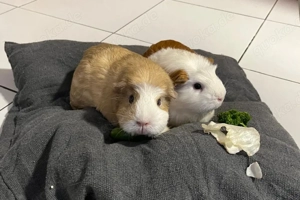 Alisa und Kolja - 3 Jahre - Meerschweinchen - Tierhilfe Franken e.V.