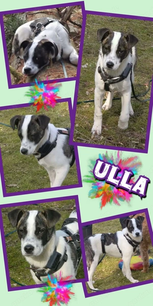 liebes, katzenverträgliches, schönes Welpenmädchen "Ulla" sucht ein liebevolles Zuhause 