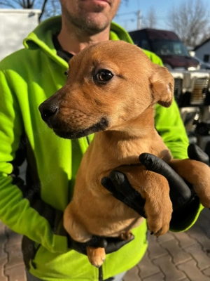 Maggy sucht warmes Körbchen