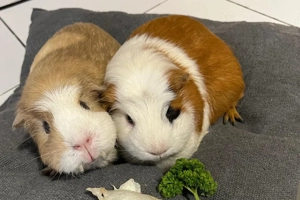 Alisa und Kolja - 3 Jahre - Meerschweinchen - Tierhilfe Franken e.V. Bild 2