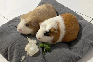 Alisa und Kolja - 3 Jahre - Meerschweinchen - Tierhilfe Franken e.V. Bild 6