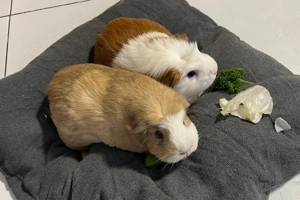 Alisa und Kolja - 3 Jahre - Meerschweinchen - Tierhilfe Franken e.V. Bild 5