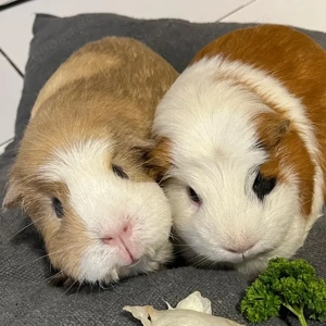 Alisa und Kolja - 3 Jahre - Meerschweinchen - Tierhilfe Franken e.V. Bild 3
