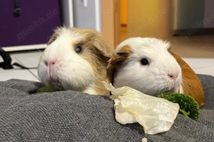 Alisa und Kolja - 3 Jahre - Meerschweinchen - Tierhilfe Franken e.V. Bild 7