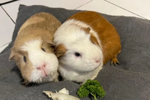 Alisa und Kolja - 3 Jahre - Meerschweinchen - Tierhilfe Franken e.V. Bild 4