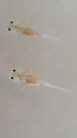 Süße Axolotl, BD-frei    Bild 3