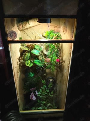 Jemen Chamäleon mit Terrarium und alles was dazu gehört von Dezember 2025
