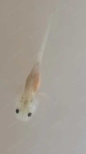 Süße Axolotl, BD-frei    Bild 4