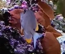 Doktorfisch zu Verschenken