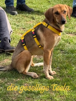 Teela   neugierige, soziale und freundliche Hündin 