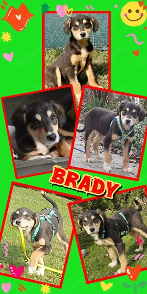 Süßer Brady wartet in Nürnberg!