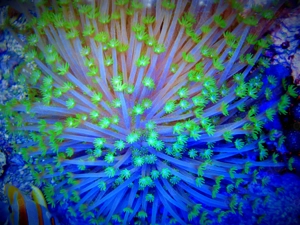 Korallenableger- Alveopora tizardi Margaritenkoralle