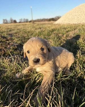 Wunderschöner goldener Welpe sucht liebevolles Zuhause   
