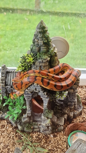 3 Kornnattern zu Verkaufen seltene Färbung!