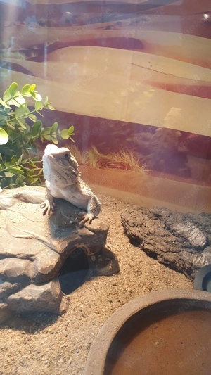  die letzen 2 zwergbartagam 2025  