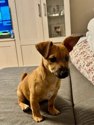 Jack Russel mischling welpe 6 monate weibchen  