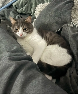 Balu sucht ein neues Zuhause Bild 2