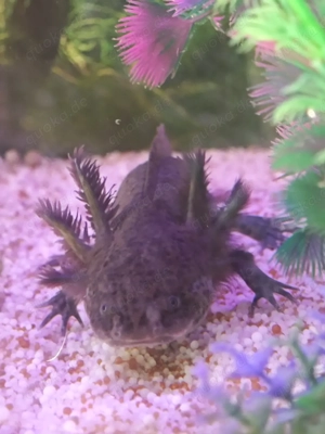 Axolotl 2x