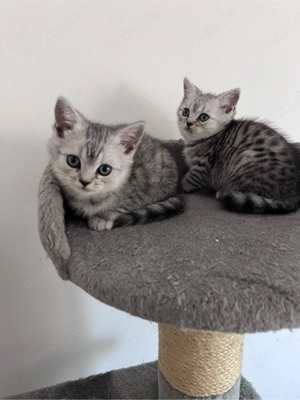 Britisch Kurzhaar Kitten *2 Weibchen*