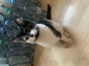 Milo vier Monate alt 