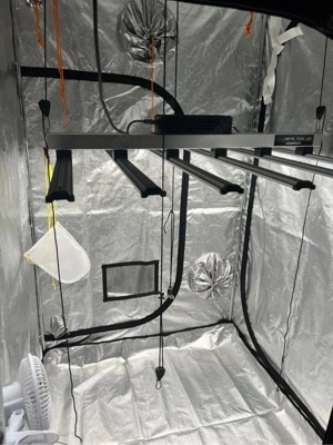 komplettes Growzelt inkl. Abluft