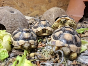 Breitrandschildkröten 