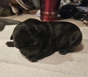 Der Wurf ist da! Französische Bulldogge Welpen 