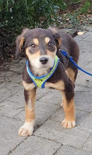 wunderschöner, lieber, katzenverträglicher Welpenjunge "Brady" sucht ein Zuhause