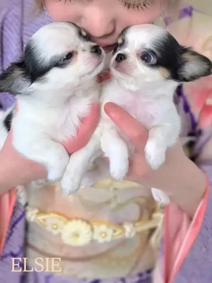 Wunderschöne Chihuahua-Welpen abzugeben