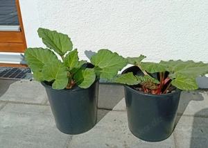 Rhabarber, winterhart, Holsteiner Blut