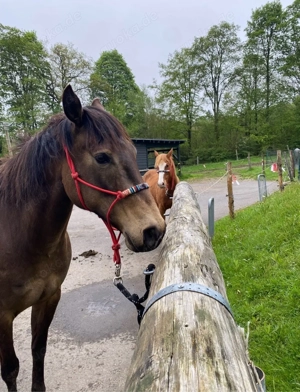 Biete Reitbeteiligung 