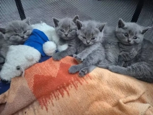 Zuckersüße, verspielte BKH-Kitten abzugeben