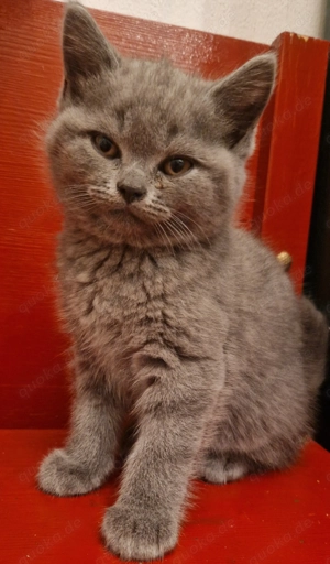 Reinrassige BKH Katerchen 