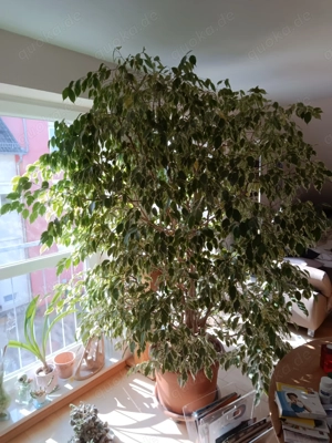 Benjamini zu verschenken 