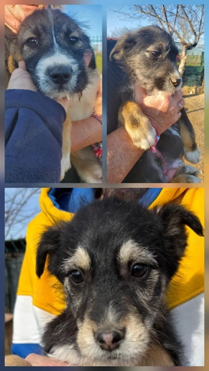 3 süße Mischlingswelpen 