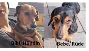 Bebe und Bibi suchen zusammen ein Zuhause!