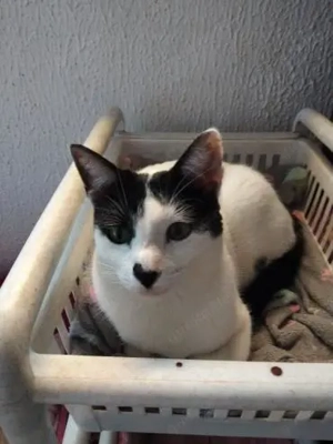 lustiges Katzenmädel Camino (ALO)