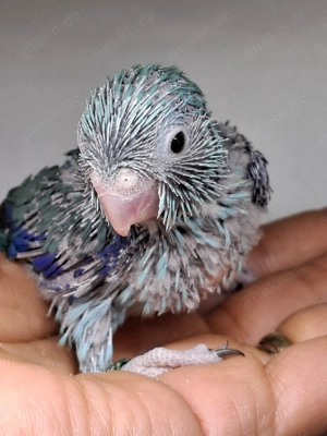 1.0 Sperlingspapageien 