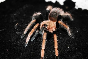 0.0.1 Sericopelma santa Catalina ca 4cm KL 