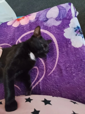 Milo sucht dringend ein neues zuhause