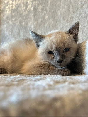Ragdoll Kitten