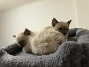 2 Ragdoll Babykatzen (Geboren am 23.12.25)