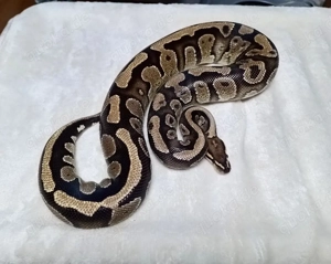 1.0 Fire Quake pos Het Black Lace NZ 23 Königspython 