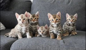 süße Bengal Kätzchen zu verkaufen