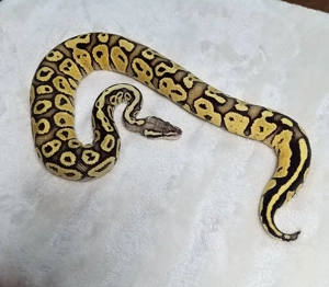 0.1 Fire Pastel Special NZ 25 Königspython 