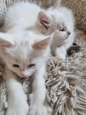    Xxl Poly Maine Coon Kätzchen  o.P.