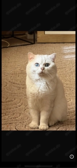 bkh katze reinrassig