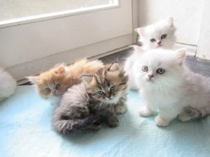 Neuen Dosenöffner gesucht von British Langhaar- baby